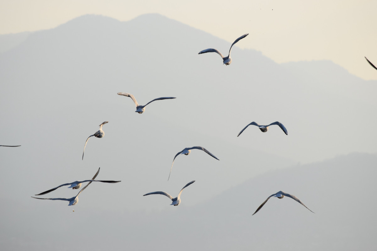 Natur, Berg, Vogel, Flügel, Himmel, Seevogel, Herde, Möwe, Möwe, Schnabel, Flug, Vögel, Tiere, Möwen, Wasservogel, Shorebird, Vogelwanderung, Charadriiformes, Tiermigration