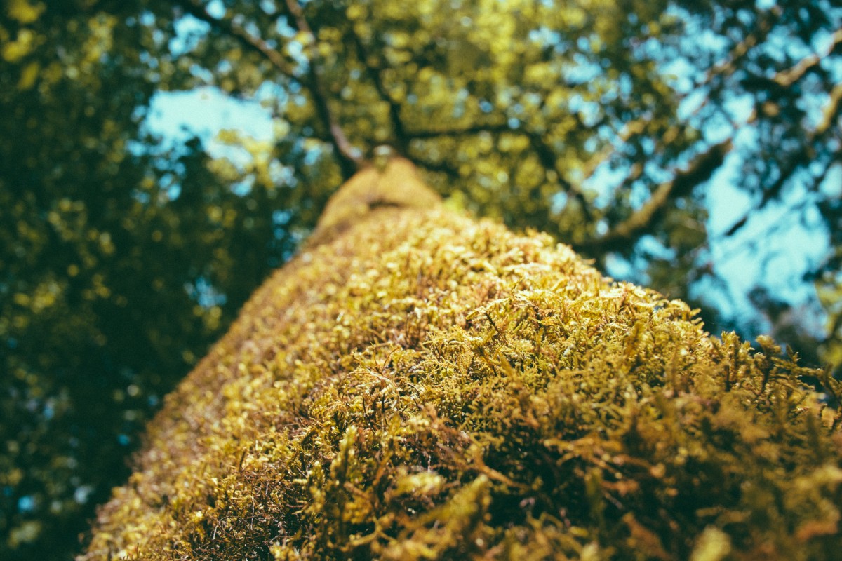 träd, natur, skog, gräs, växt, solljus, blad, blomma, mossa, vilda djur och växter, under vattnet, grön, tång, höst, jord, gul, säsong, fauna, ryggradslös, närbild, trädstam, allmängods, alger, livsmiljö, makrofotografering, naturlig miljö, träig växt