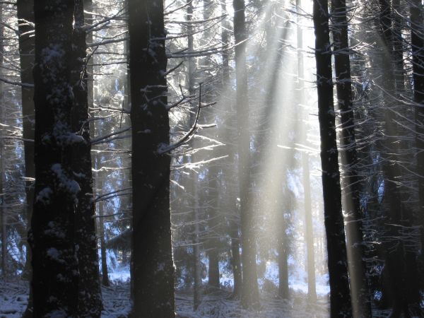 tree, water, nature, forest, branch, snow