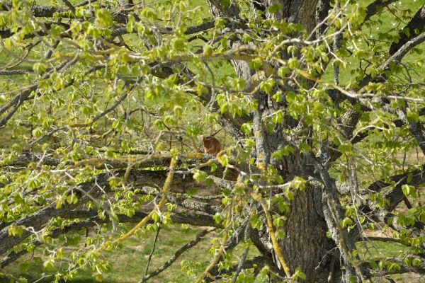 albero, natura, foresta, ramo, pianta, frutta