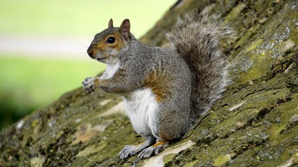 tree, nature, forest, outdoor, wood, animal