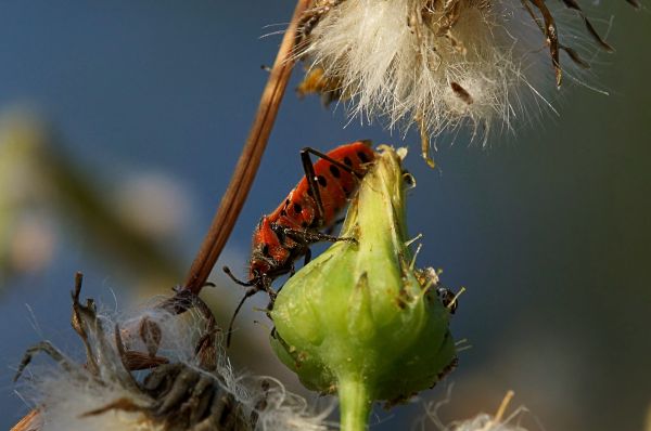 naturaleza, rama, planta, fotografía, hoja, flor