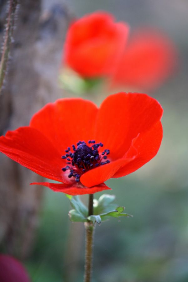 natur, blomst, plante, blomst, kronblad, flor