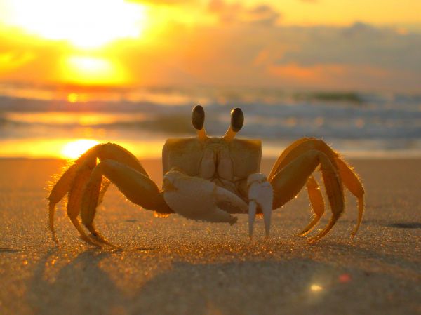 strand,hav,sand,solnedgång,solljus,morgon-