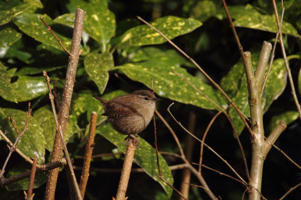 la nature, de plein air, région sauvage, branche, oiseau, feuille