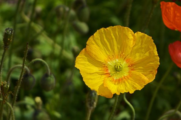 nature, plant, field, meadow, flower, prairie