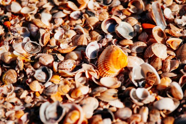 dish,meal,beach,sea,shore,orange