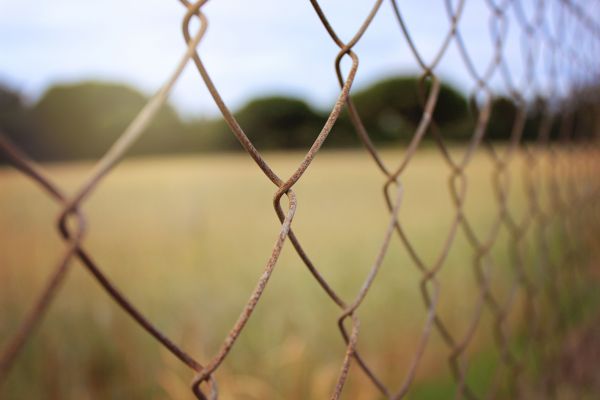 Baum, Natur, Gras, Ast, Zaun, Licht