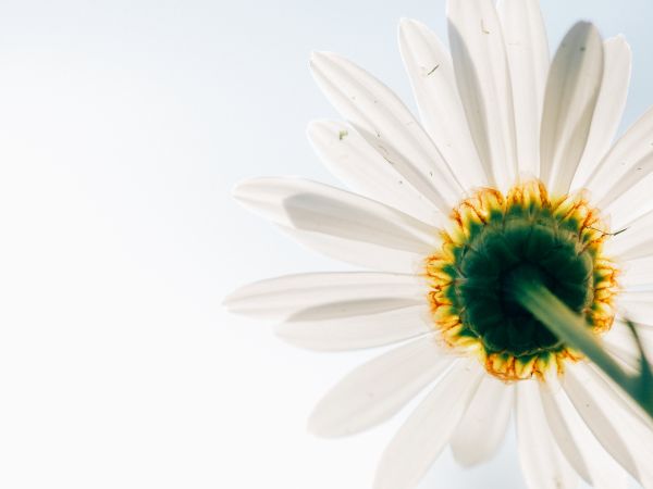 natur,plante,blomst,blomst,hvid,fotografering