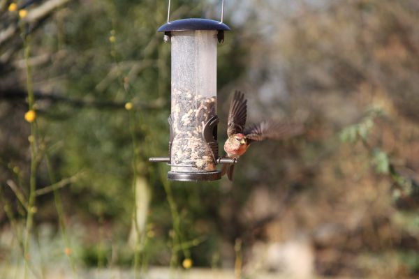 natur,fugl,dyreliv,søt,flying,fly