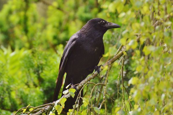 natur, fågel, djur-, flyga, vilda djur och växter, gren