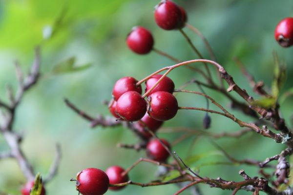 Baum, Natur, Ast, blühen, Pflanze, Frucht