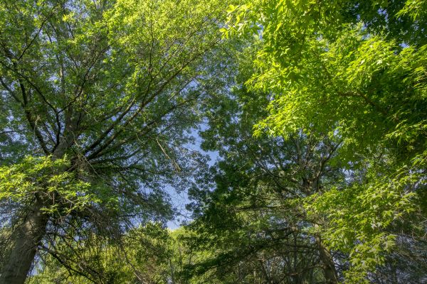 landscape, tree, nature, forest, grass, horizon