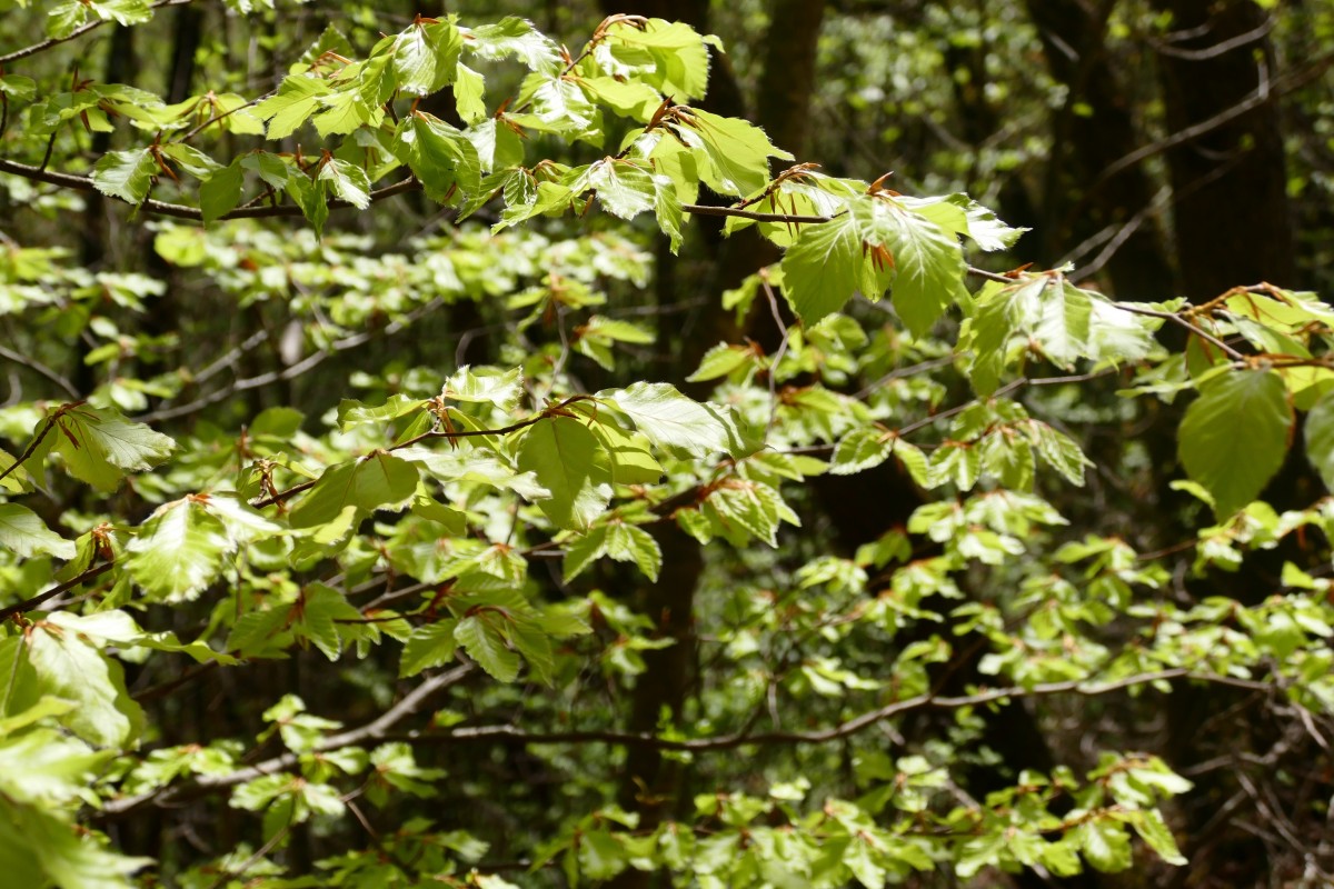 copac, natură, ramură, inflori, plantă, fruct, frunze, floare, alimente, arc, verde, legume şi fructe, vesnic verde, floră, frunze, arbust, cu frunze căzătoare, planta cu flori, plantă lemnoasă, teren de plante