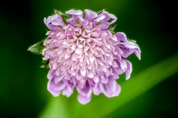 blossom,plant,flower,purple,nature,photography