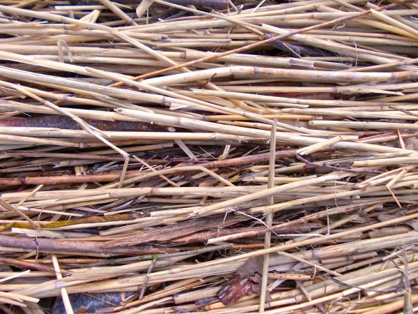 nature, branch, structure, wood, agriculture, reed