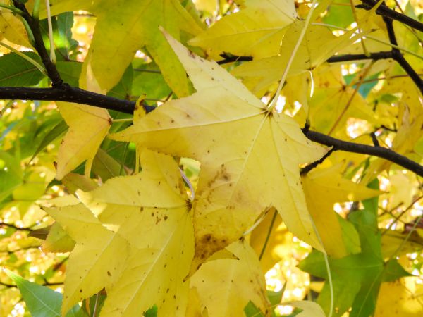 Baum, Natur, draussen, Ast, Pflanze, Sonnenlicht