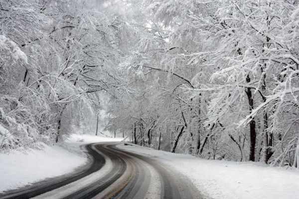 krajina,strom,príroda,les,vonkajšie,vetva