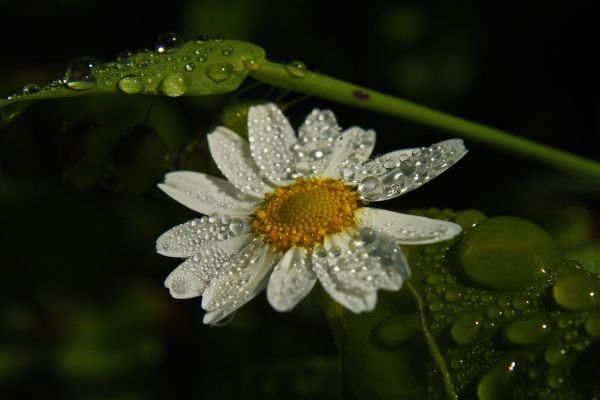 Natura, kwitnąć, rosa, roślina, fotografia, światło słoneczne