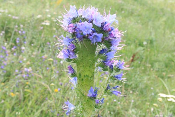 plante,eng,prærie,blomst,urt,fremstille