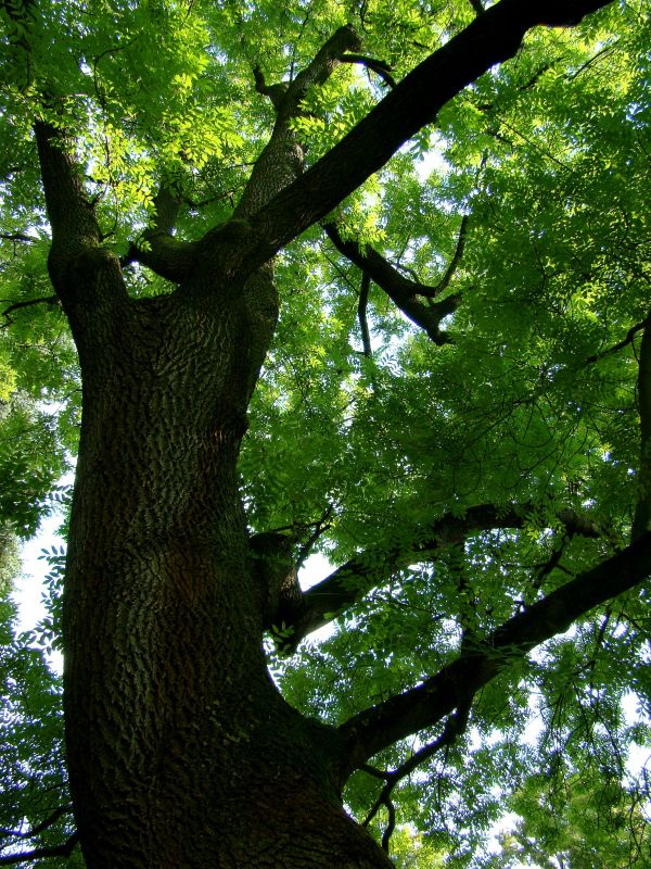 árvore, natureza, floresta, ramo, plantar, madeira