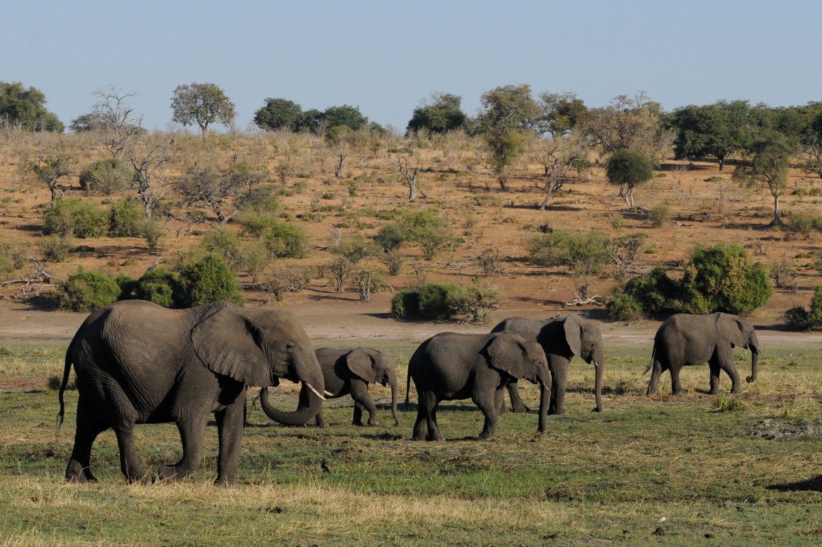 seikkailu, villieläimet, lauma, laidun, laidunmaa, Afrikka, nisäkäs, eläimistö, savanni, tavallinen, norsu, ruohoalue, botswana, safari, ekosysteemi, lauma elefantteja, chobe, intiannorsu, afrikkalainen norsu, norsuja ja mammoths