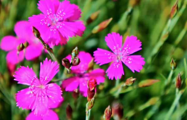 blühen,Pflanze,Blume,Blütenblatt,glühen,Botanik