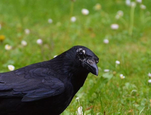 Natur, Vogel, Flügel, Fliege, Tierwelt, Blume