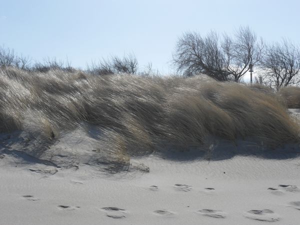 plage,mer,côte,herbe,le sable,neige