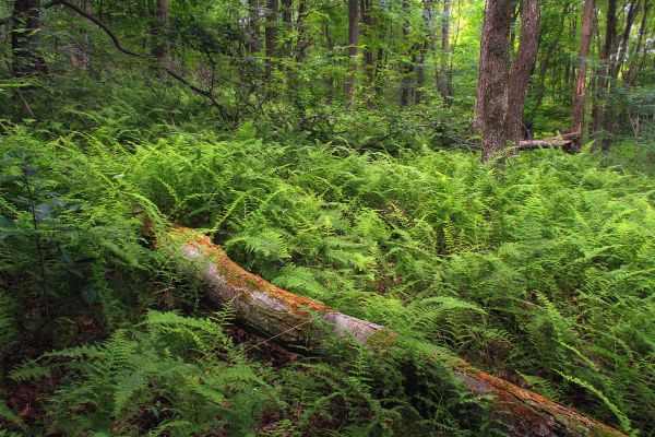 copac,natură,pădure,pustie,plantă,drumeții