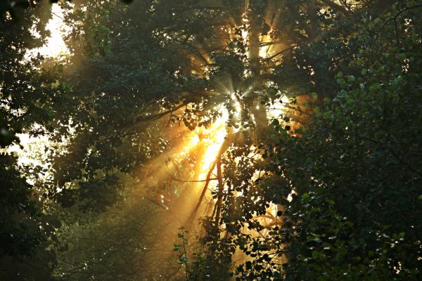 boom, natuur, Bos, licht, fabriek, tak