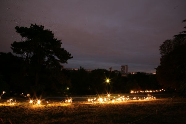 träd, ljus, natt, morgon-, paris, gryning