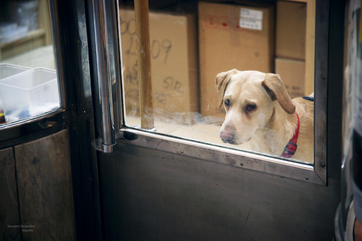 hund, canon, pattedyr, Køligt billede, chien, Tjekkiet, urbanlandscape, perro, Hond, hund, sukkerrør, tærter, brno, ceskarepublika, canon5d, hal, pas, Madra, canonef24105mmf4lisusm, co, Caine, rpubliquetchque, Moravia, moravie, moraviedusud, psi, Hundur, pes, Koira, southmoravianregion, alfapassage, jihomoravskkraj, dyreinternat, hund som pattedyr