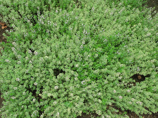 plante,fleur,modèle,haute,herbe,produire