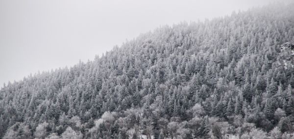 дерево, природа, лес, пустыня, филиал, гора