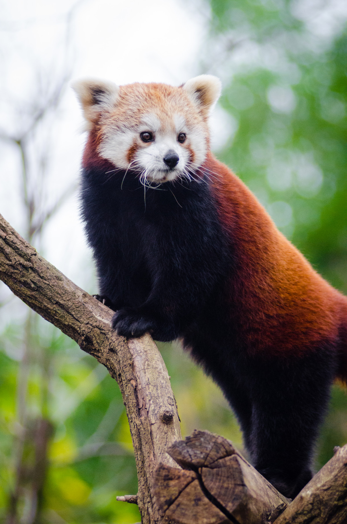 arbre, la nature, du froid, hiver, Bokeh, cru, doux, pieds, animal, mignonne, femelle, ours, faune, zoo, fourrure, Orange, Jeune, vert, haute, rouge, pied, mammifère, Nikon, faune, Panda rouge, Panda, 2015, visage, nez, moustaches, patte, queue, animaux, oreilles, En voie de disparition, vertébré, Allemagne, Deutschland, Natur, Pattes, étage, Iso, est tombée, Geste, Baum, adorable, bambou, D7000, Roter, Kleiner, Niedlich, Poursuit, Suesse, espèce, Bedrohte, Tierart, Tierpark, Weiblich, Jungtier, Jung, Ohren, Schwanz, Nase, Bedroht, Ailurus, Fulges, Mozilla, Firefox, Wochenende, fin de semaine, Kalt, Grn, Ss, Groupe de race chien