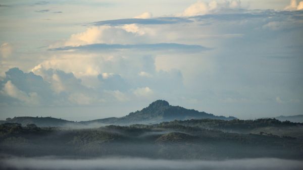 peisaj, copac, natură, mare, coastă, pădure