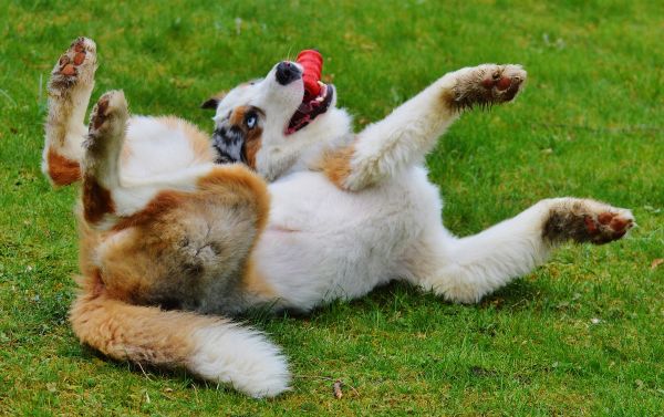 甘い,動物,可愛い,草原,遊びます,犬