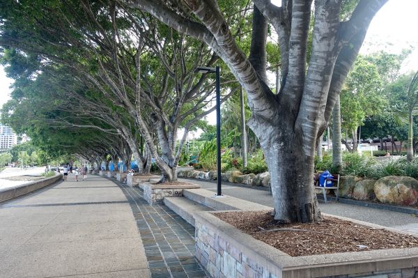 Baum, Pflanze, Blume, Gehweg, Schatten, Umwelt