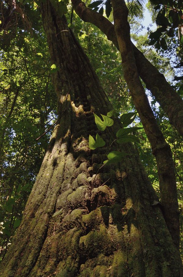 albero,natura,foresta,ramo,pianta,luce del sole