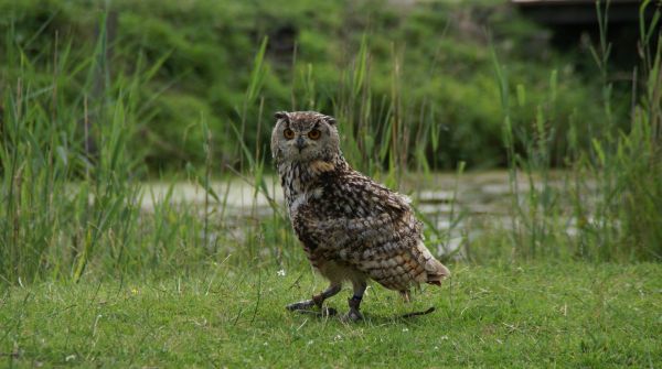 oiseau,prairie,faune,hibou,faune,oiseau de proie