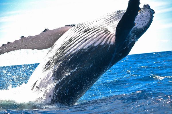 agua,Oceano,chapoteo,mamífero,ballena jorobada,aleta