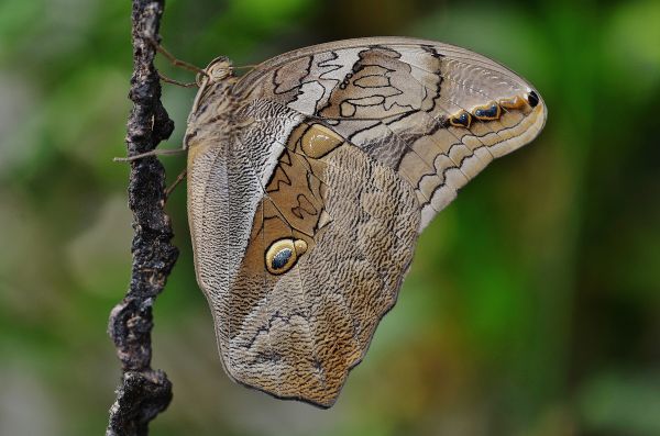 natureza,asa,animal,mosca,animais selvagens,folha