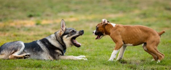 grama,cachorro,fofa,mamífero,Toque,jogando