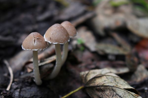 nature,soil,mushroom,fauna,close up,fungus