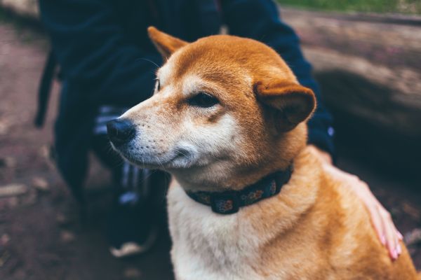 hund,dyr,kjæledyr,pattedyr,valp,virveldyr