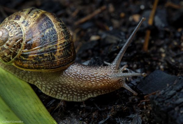 naturaleza, foto, fauna silvestre, macro, fauna, invertebrado