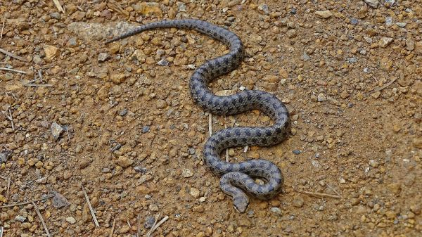 Tierwelt,Boden,Reptil,Fauna,Schlange,Spur