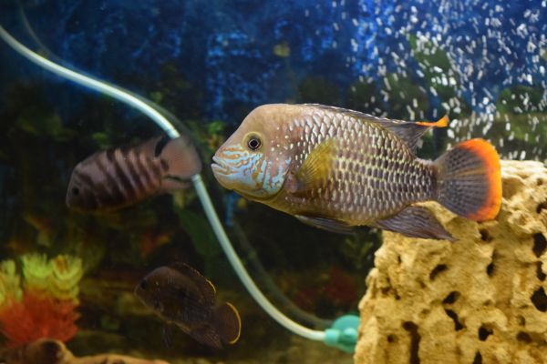 海,水,海洋,水中,泳ぐ,動物園