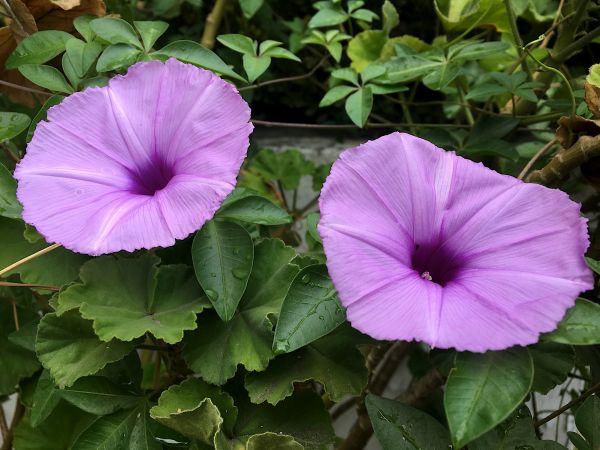 planta,flor,púrpura,pétalo,botánica,flora